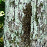 2011-07-23 08 Bee Tree 2011-07-23