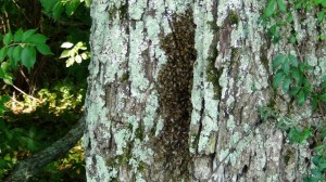2011-07-23 08 Bee Tree 2011-07-23