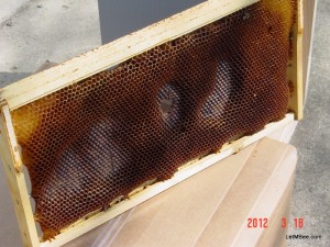 2012-03-18 Bee Comb foundation Drone Comb 10