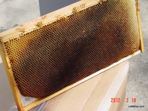 2012-03-18 Bee Comb foundation Drone Comb 11