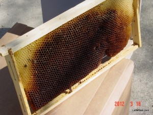 2012-03-18 Bee Comb foundation Drone Comb 13