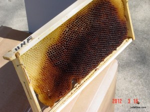 2012-03-18 Bee Comb foundation Drone Comb 14