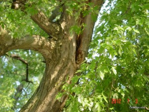 2012-07-03 Right Under my nose 09