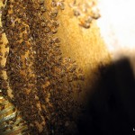 So many bees.