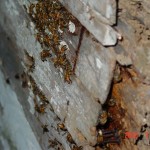 2012-07-28 Bee Cutout 01