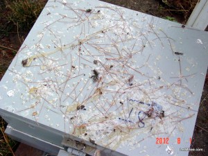 2012-08-01 Bee 01
