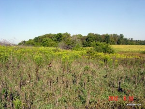 2012-08-30 Bee - Golden Rod Beginning to Bloom 02