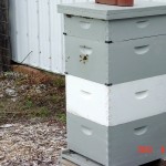 This is hive 1001.  It is the only hive of my original 4 that still remain.  They requeened themselves last fall and had a great year this year.  They look the best they ever have.