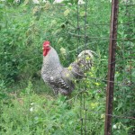 2012-07-28 Dog Chickens 01