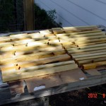 After the linseed oil bath these blocks (mouse guards) are drying on cardboard.
