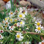 2012-09-27 Bee White Asters and Entrance Reducers 41