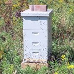 Notice the bottleneck at the hive entrance after mouse guard installation. There are bees making their way up to the top entrance.