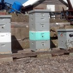 Hives that have holes in the deeps don't seem to bottle neck as badly when guards are placed. These holes will be plugged later with corks.