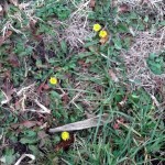 Dandelions blooming in the side ditch 12/06/2012.