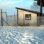 The chickens hate the snow.